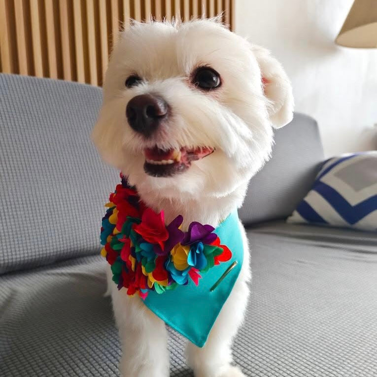 Kona: Aqua