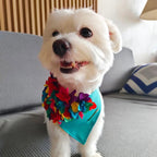 Kona: Aqua